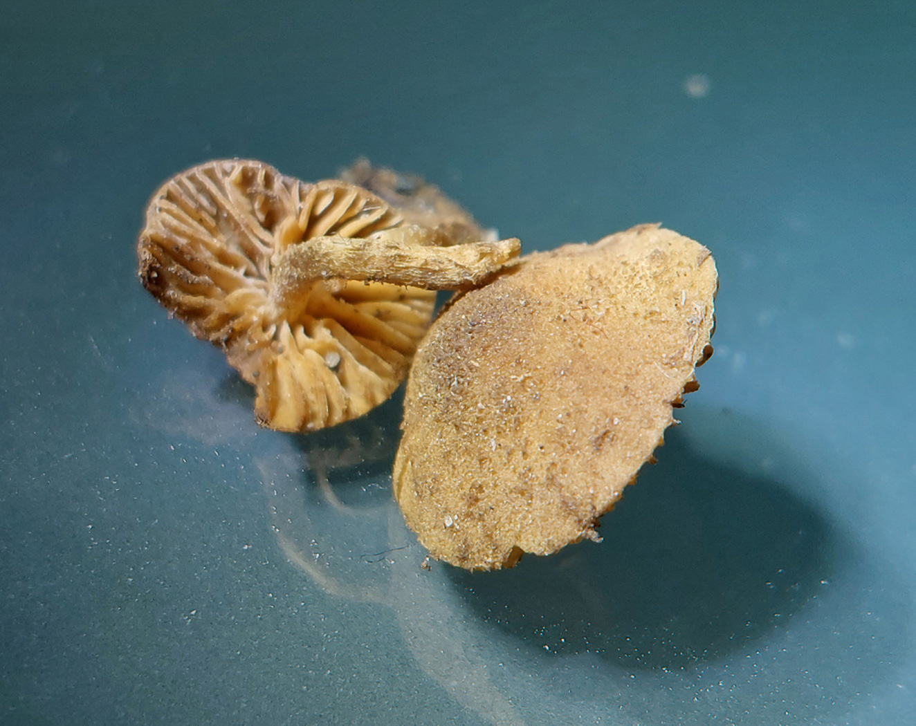 Photo © Jesper Launder Flammulaster granulosus by Jesper Launder